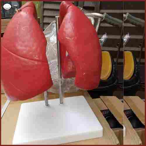 Heart model