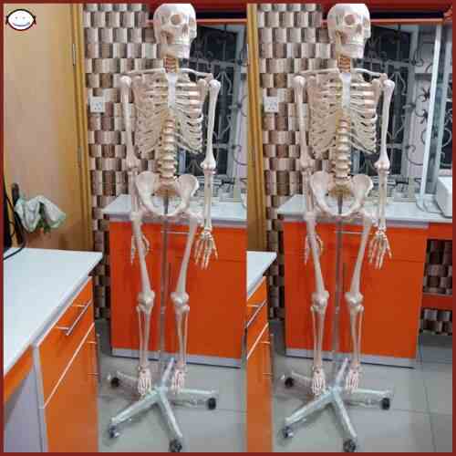 Adult model skeleton